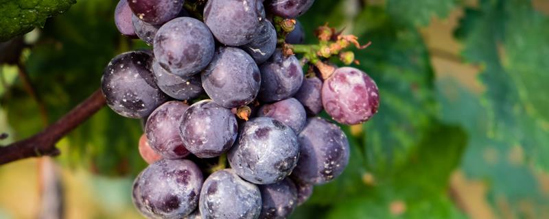 How to grow grapes in pots on the balcony