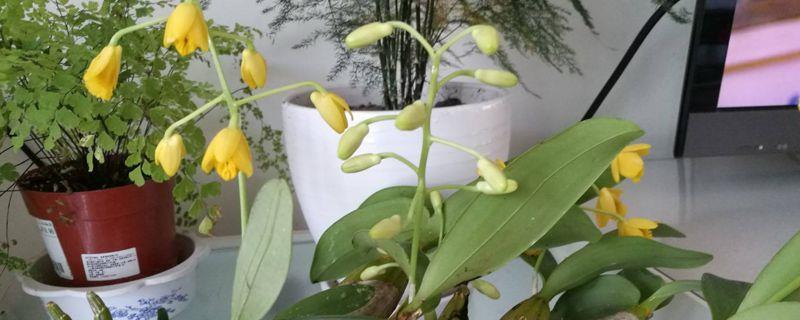 How to Propagate Dendrobium