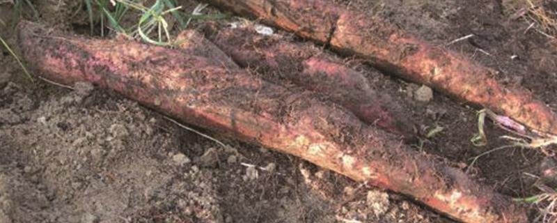 How to grow yam at home