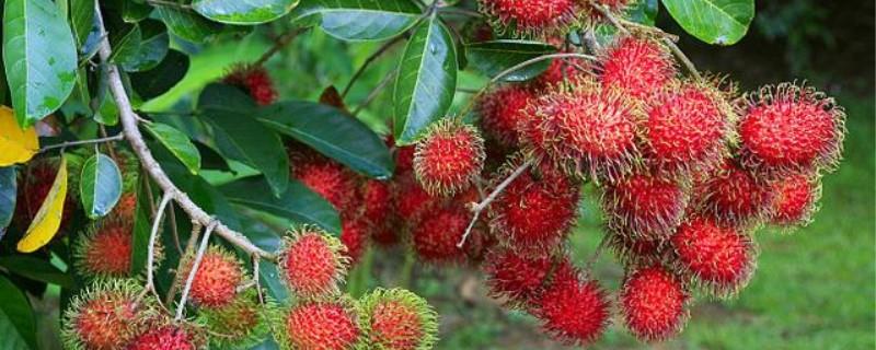 How to grow rambutan