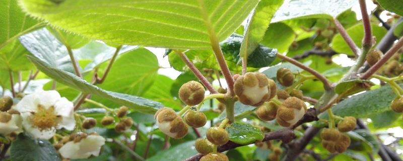 Kiwi cultivation method