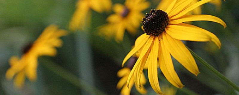 How to raise black-eyed Susan