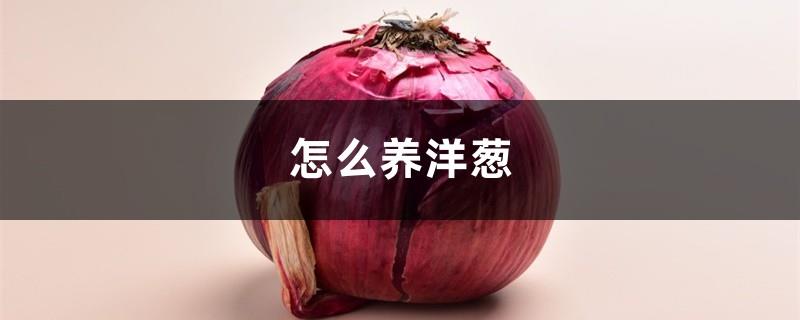 How to grow onions