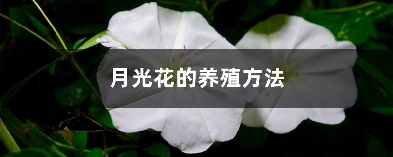 How to breed moonflowers