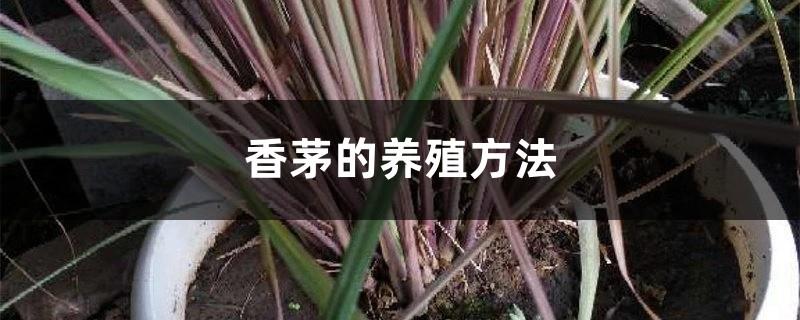 Lemongrass cultivation methods