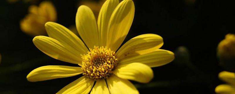 How to grow rudbeckia