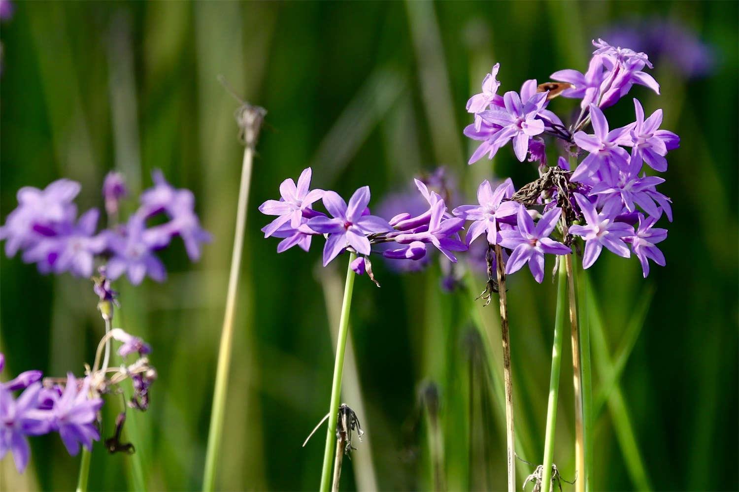 Purple Jiaohua