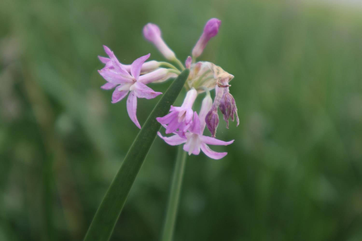 Purple Jiaohua