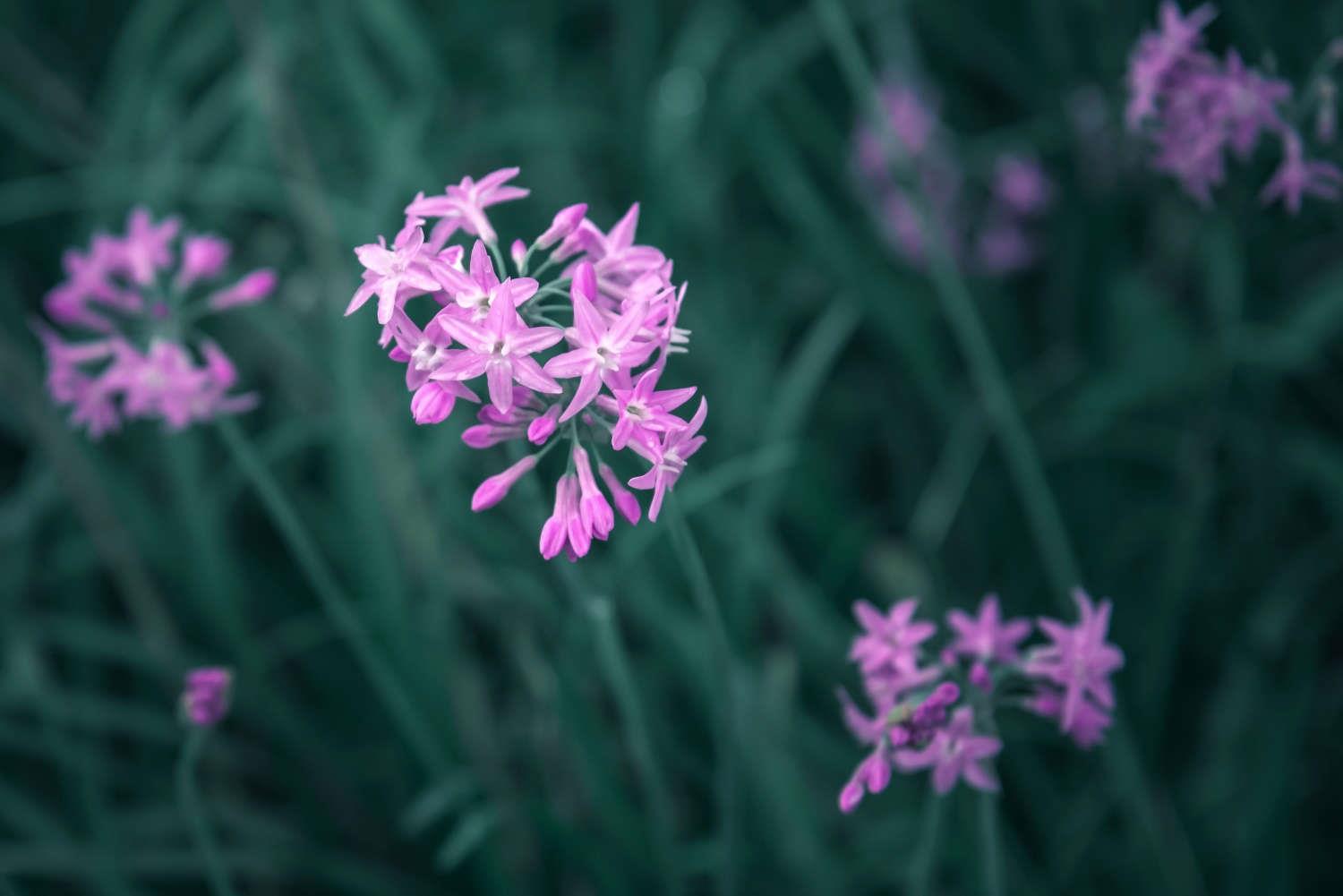 Purple Jiaohua