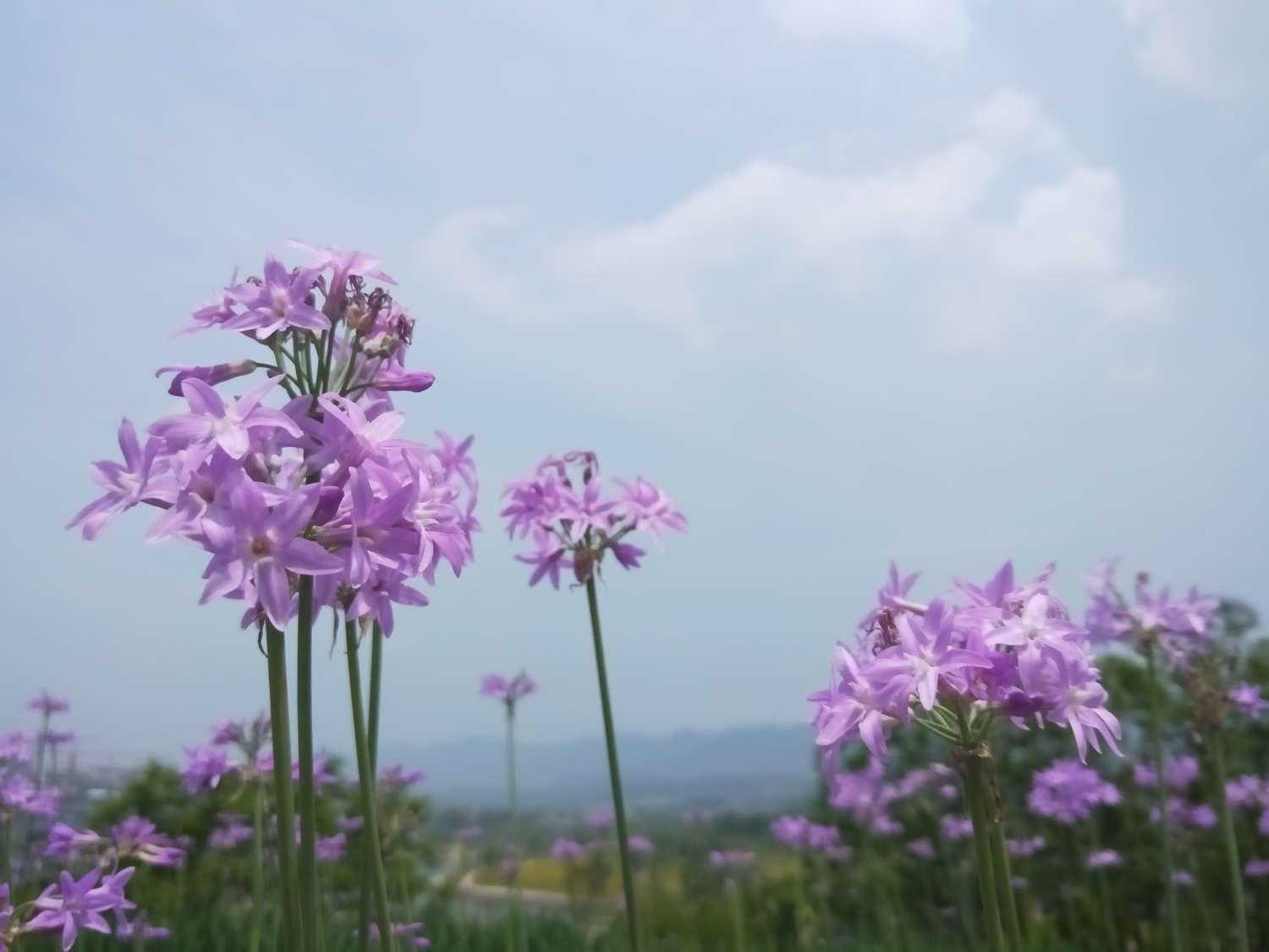 Purple Jiaohua