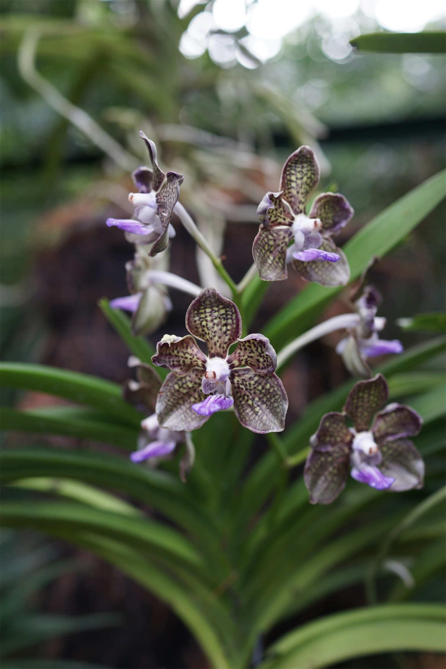 Vanda Orchid