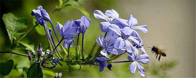 How to grow Blue Flower Pill