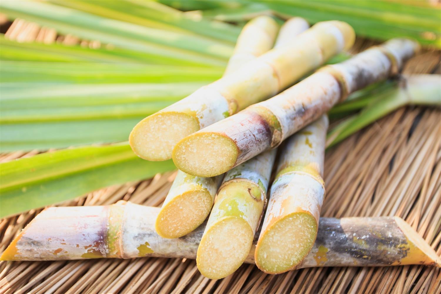 Sugarcane