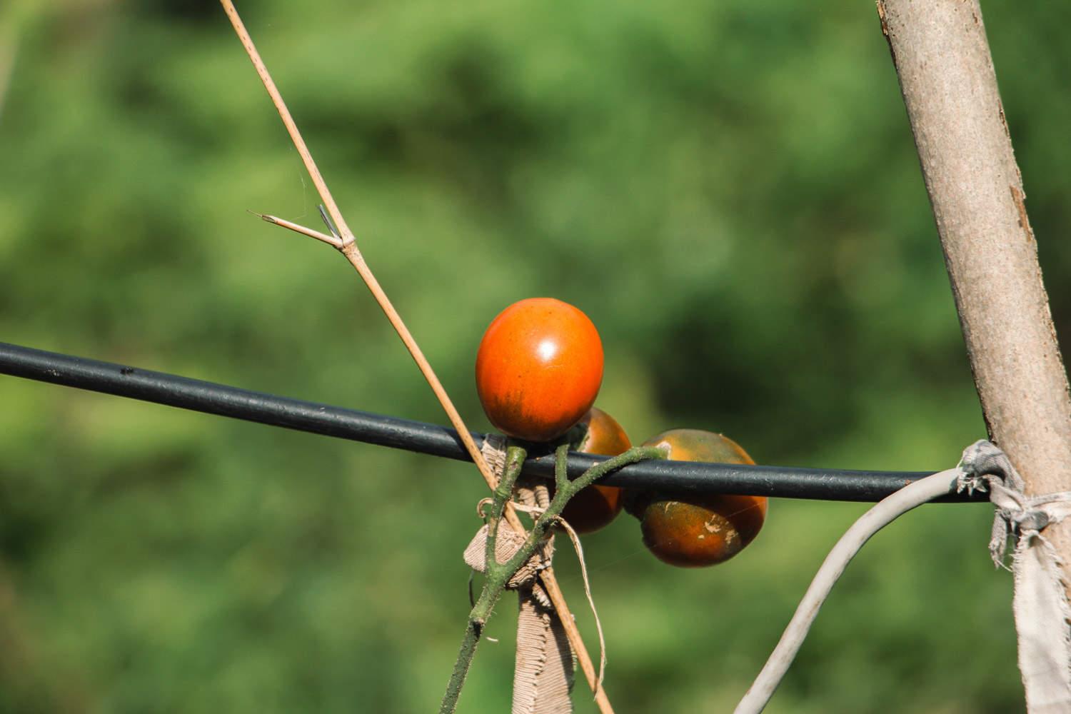 Tomato