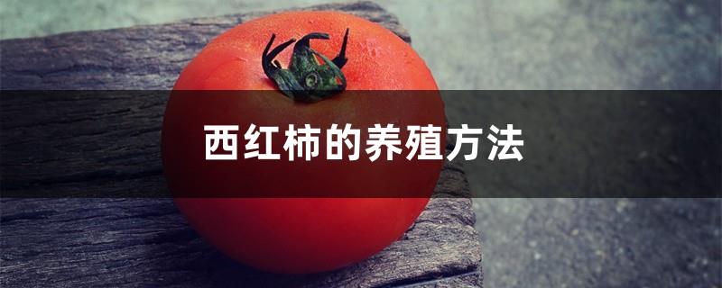 How to breed tomatoes