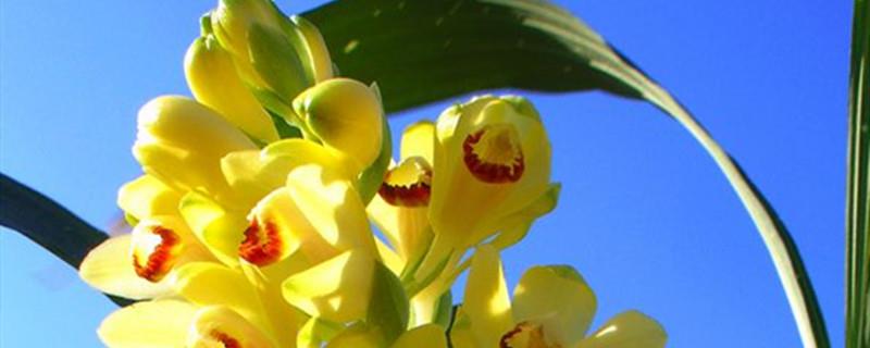 Cultivation methods of Hedean orchid