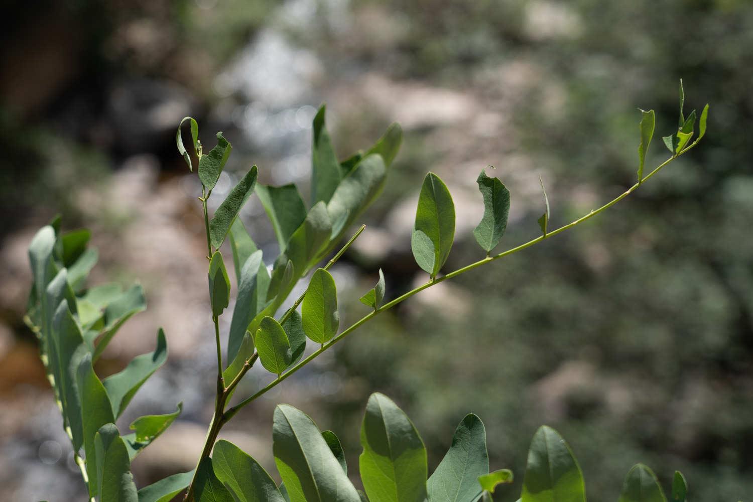 Lespedeza