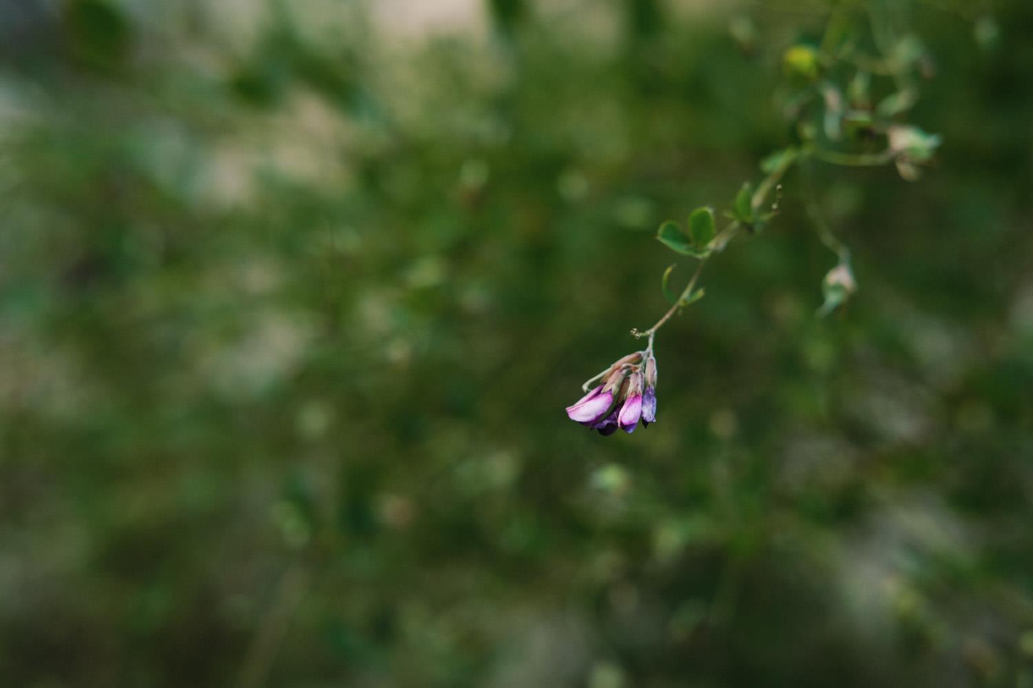 Lespedeza