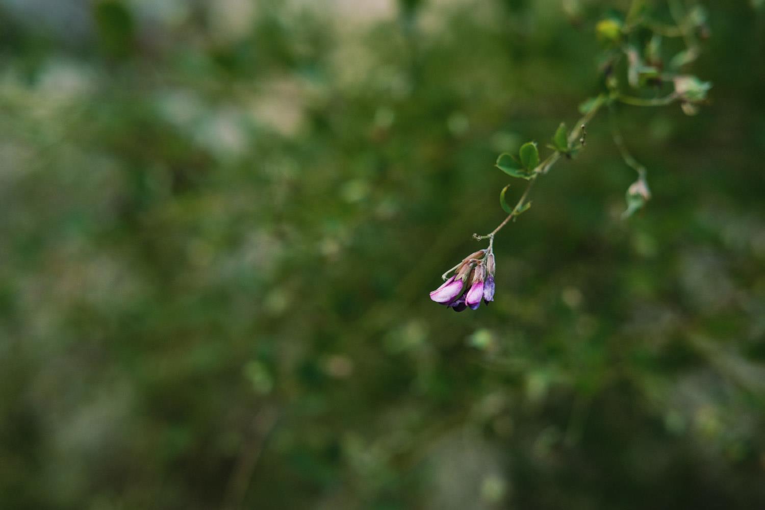 Lespedeza