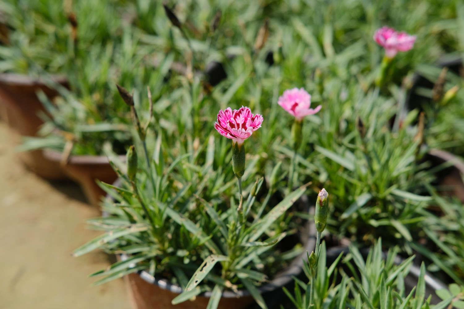 Dianthus