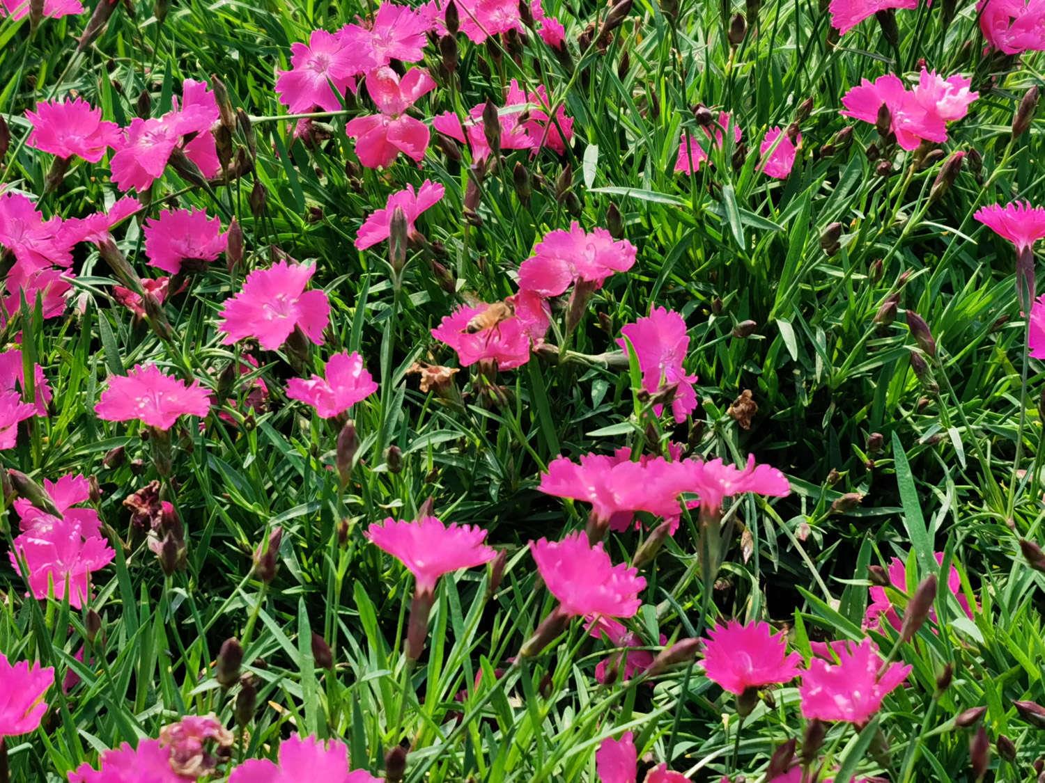 Dianthus