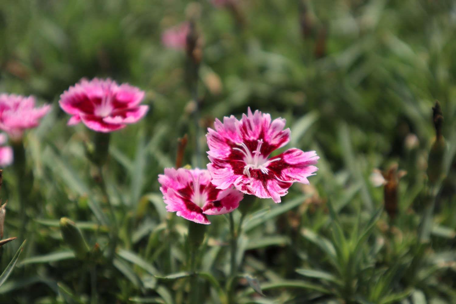 Dianthus