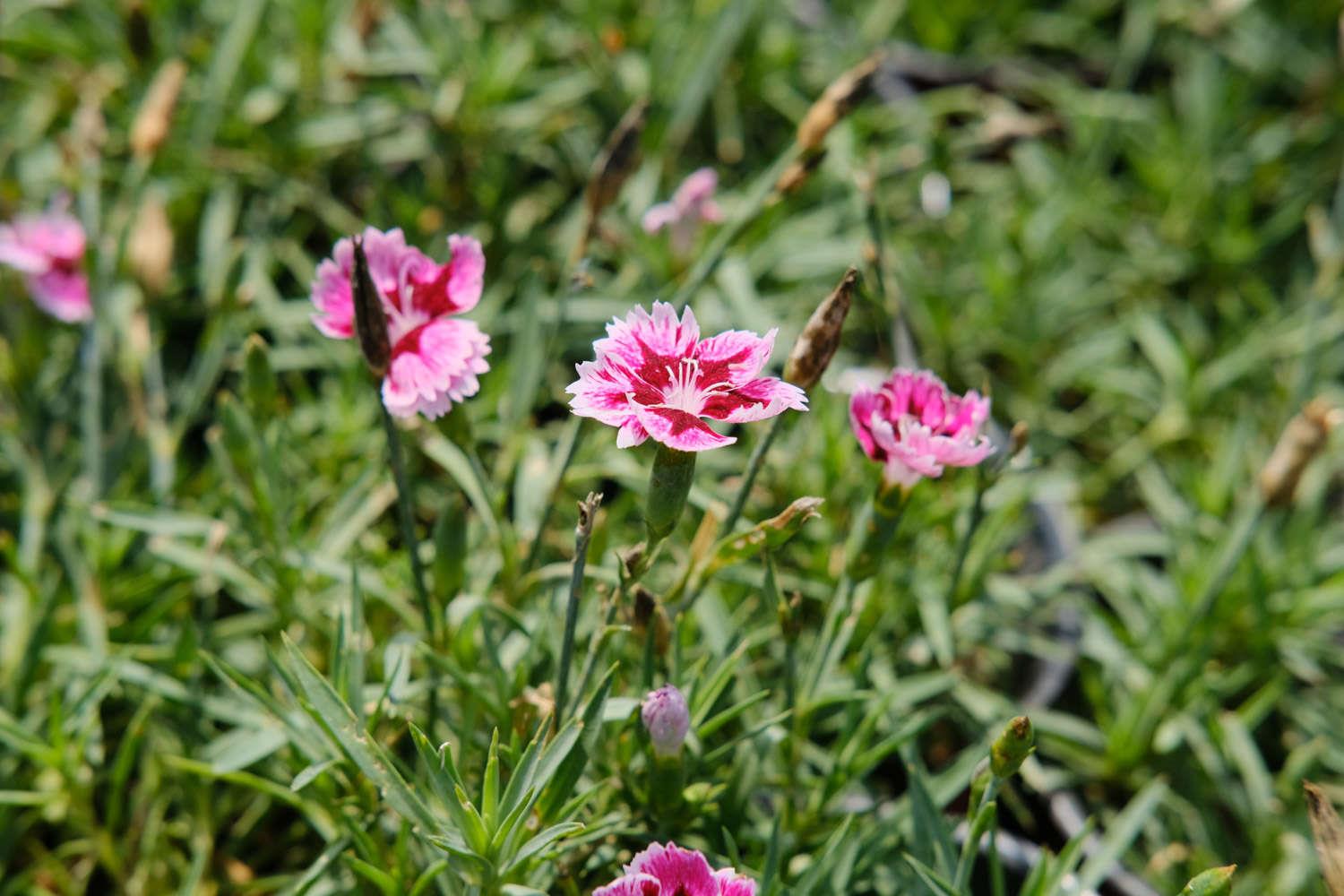 Dianthus