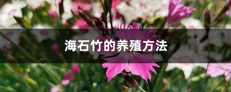 Cultivation methods of sea dianthus