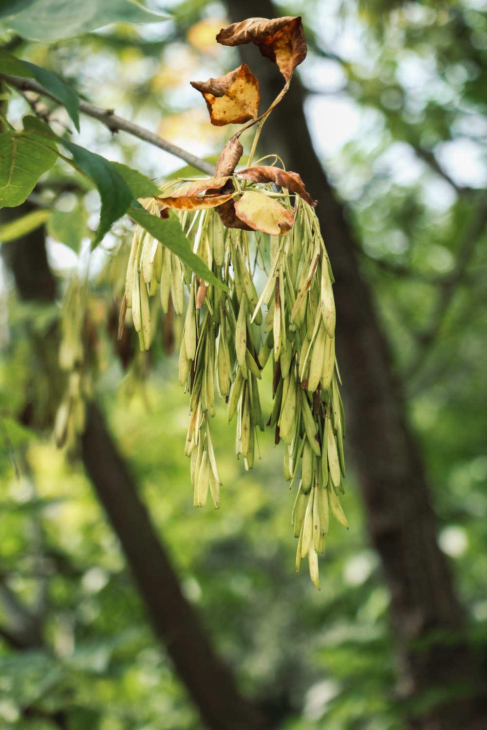 Ash Tree