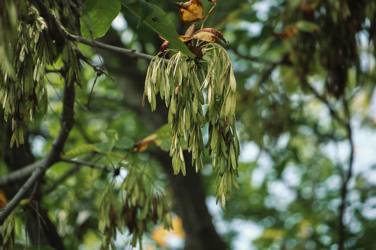 Ash tree