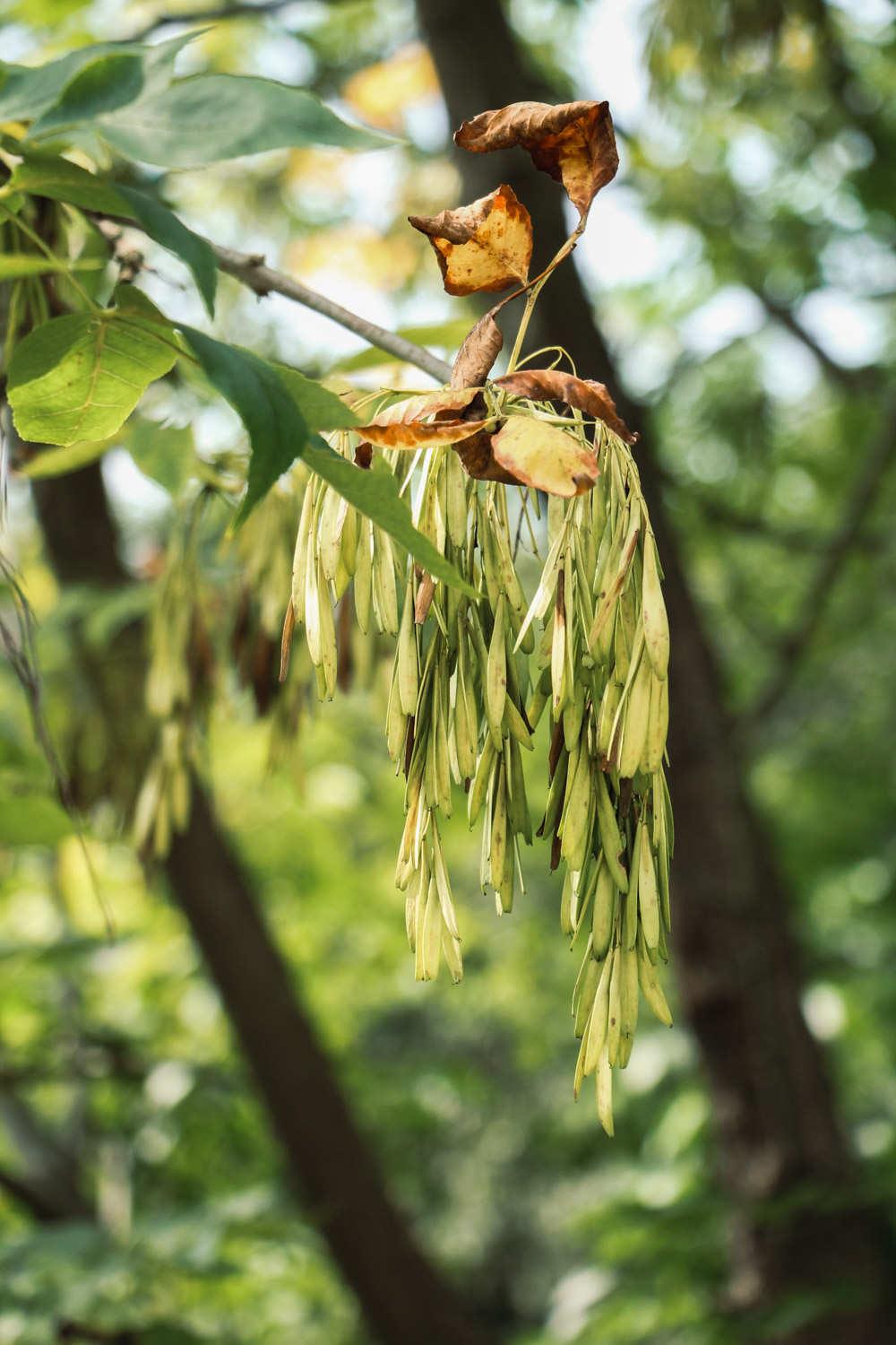 Ash tree