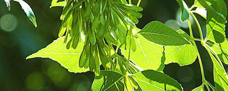 How to breed ash trees