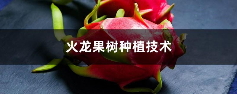 Dragon Fruit Tree Planting Technology