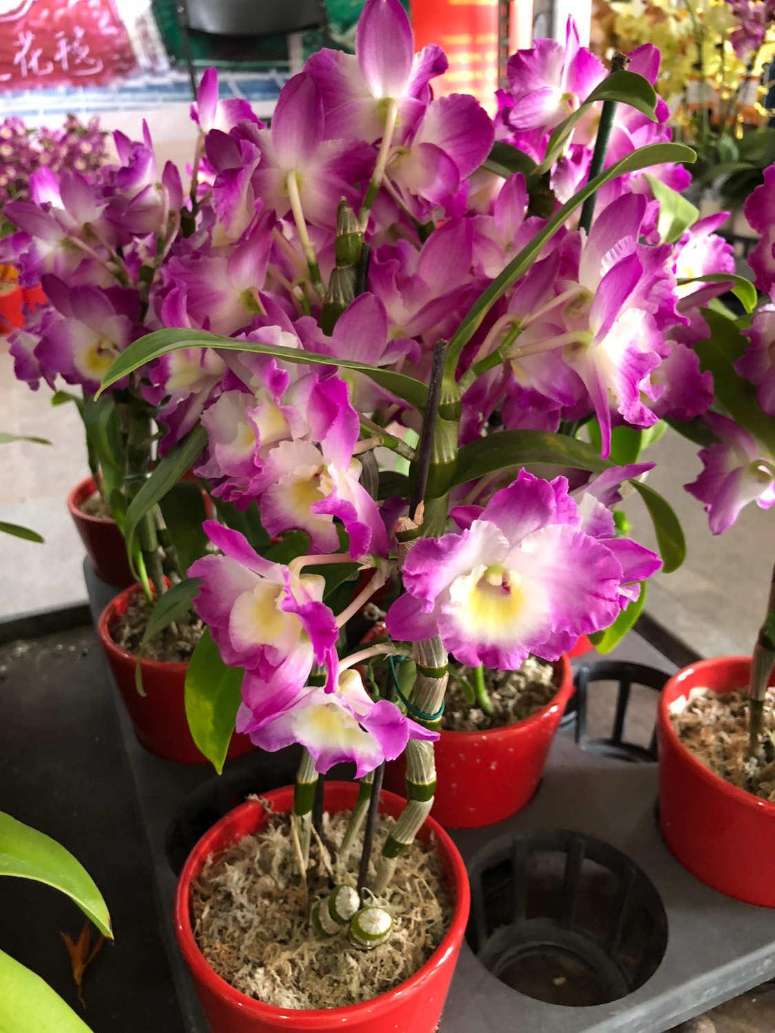 Dendrobium