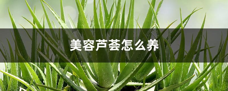 How to grow aloe vera for beauty