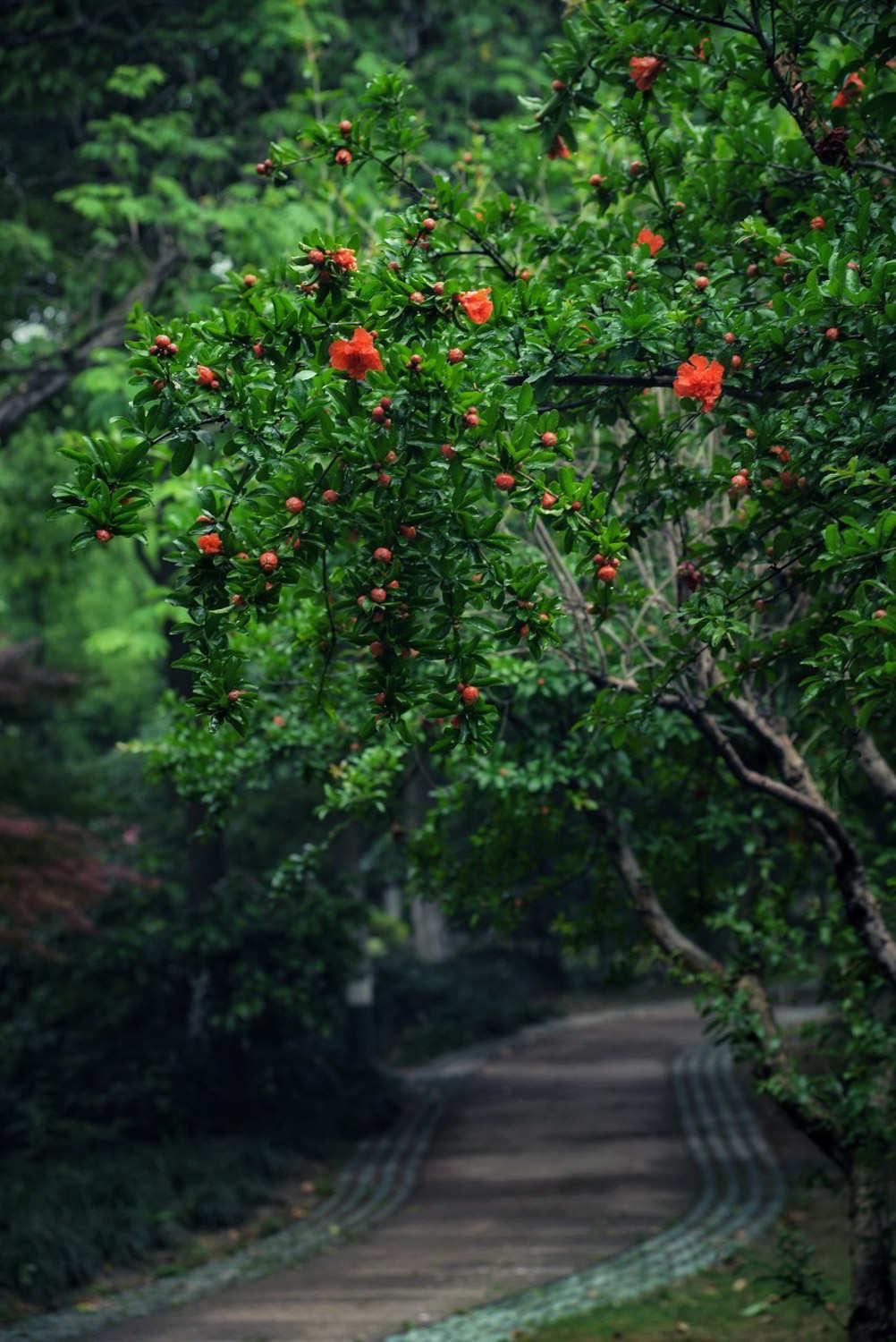 Pomegranate