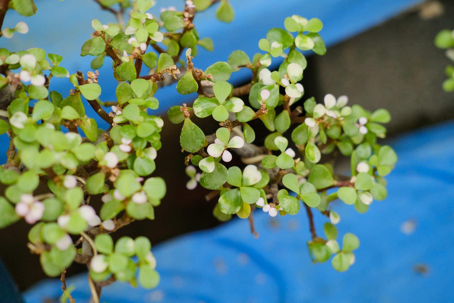 Golden Branches and Jade Leaves