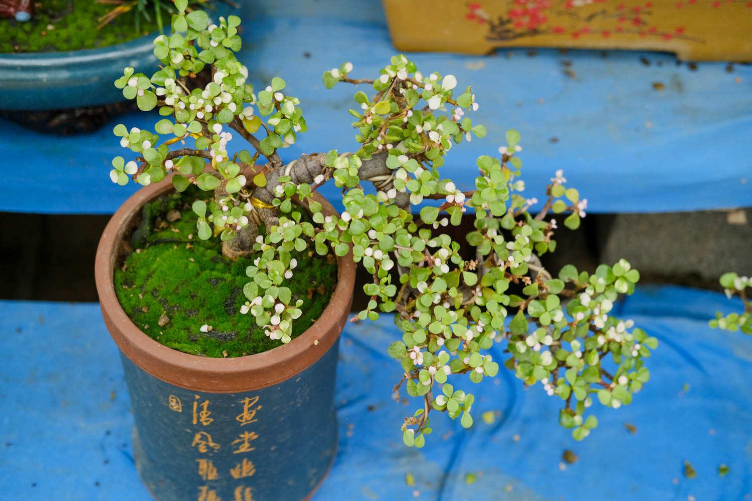 Golden Branches and Jade Leaves