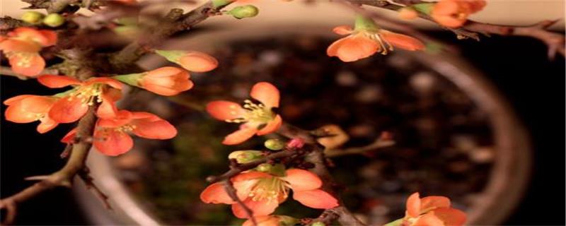 The care of Japanese longevity plum bonsai