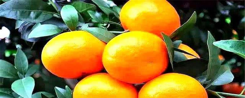 Planting conditions for sugar oranges