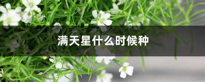 When to plant gypsophila