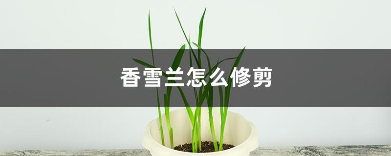 How to prune Xiangxulan