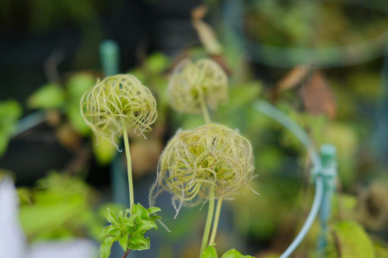 clematis