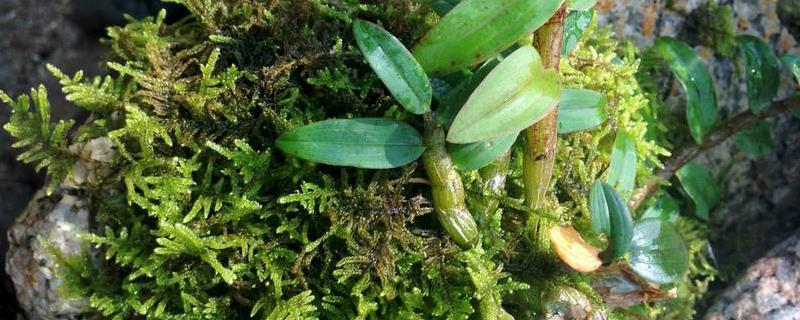 How to Cut Dendrobium Strips at Home