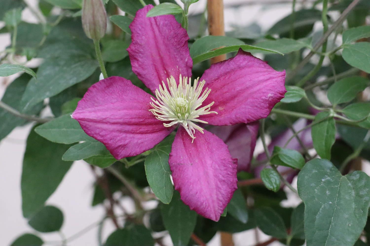 clematis