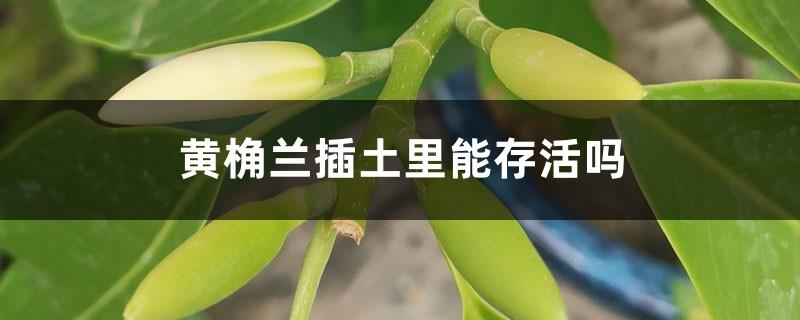 Can Huangjuelan survive when planted in the soil?