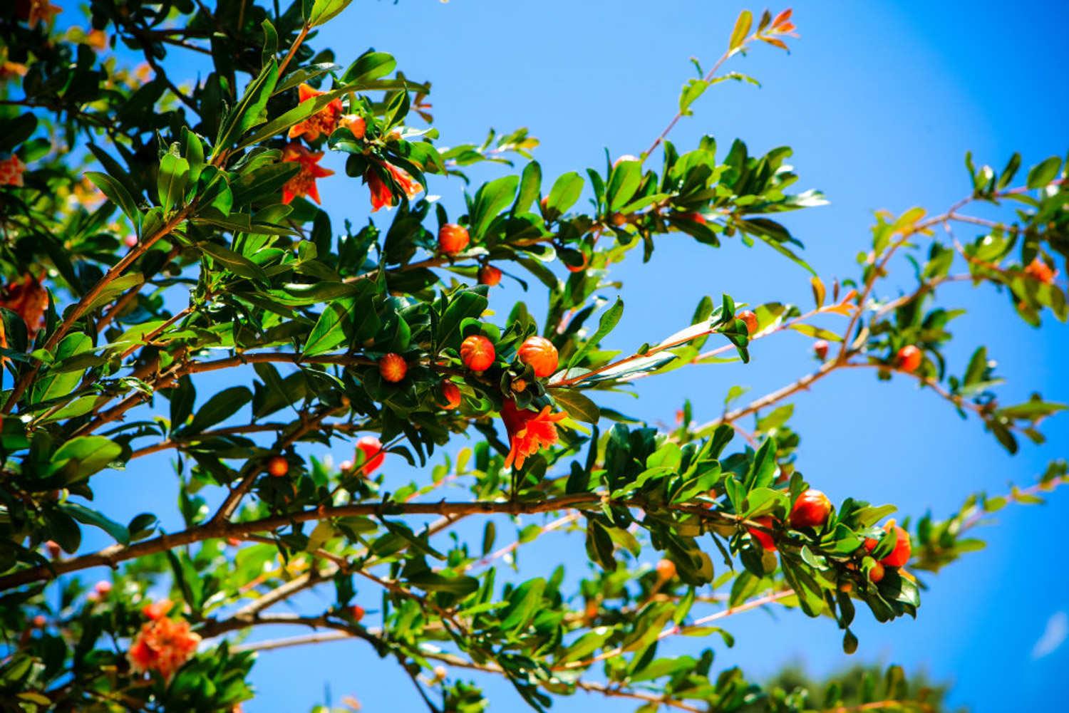 Pomegranate