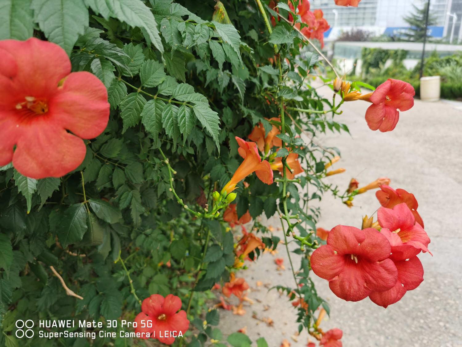 Lingxiao flower