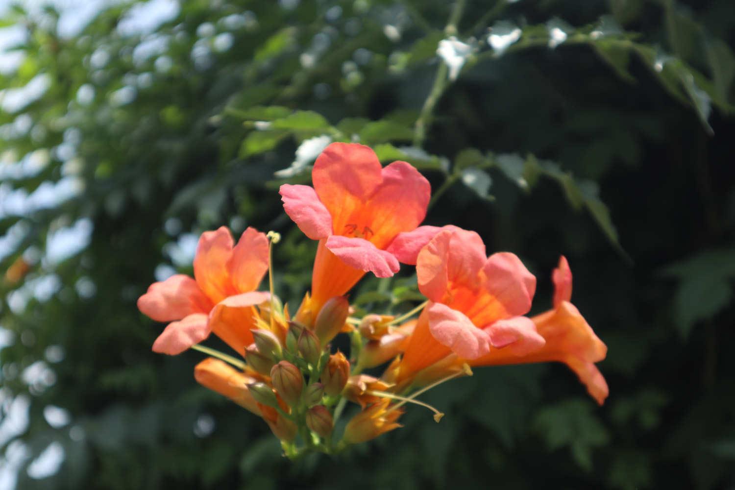 Lingxiao Flower