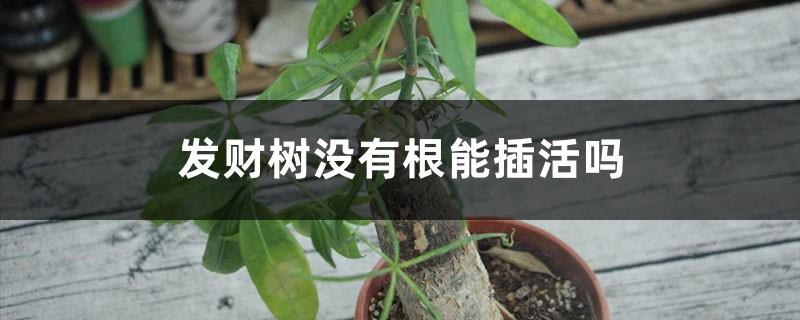 Can a money tree be planted without roots?